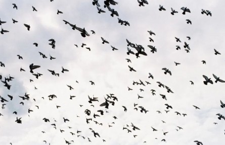 動物真的能預(yù)測地震？