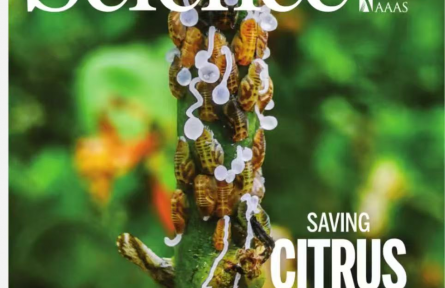 我國科學家成功解析柑橘抗黃龍病核心分子機制 借助AI篩選出防病藥