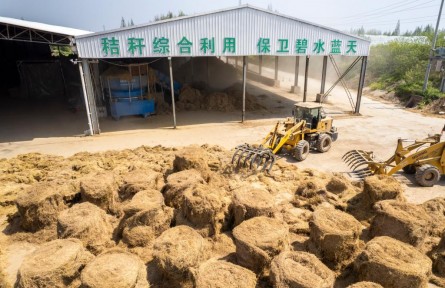 喂牛羊、作綠肥、養(yǎng)龍蝦——小秸稈釋放大能量！