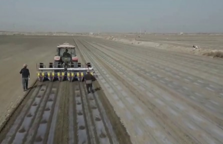 新疆各地棉花陸續(xù)開播 科技賦能產(chǎn)業(yè)升級(jí)