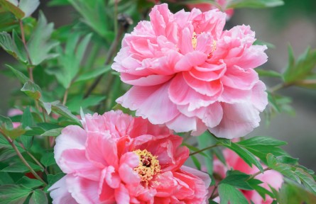 牡丹花開迎谷雨