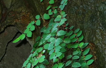 廣西發(fā)現瀕危植物新種——恩城黑面神