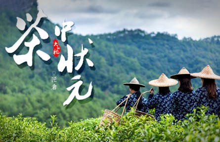 從三株茶樹到百畝茶田，他是當之無愧的“大紅袍之父”