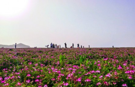 江西鄱陽湖畔千畝鮮花盛開 游客感受生態(tài)自然之美