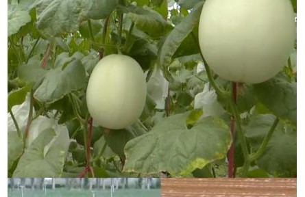 向“新”出發(fā) 智慧農(nóng)業(yè)擘畫鄉(xiāng)村振興新藍圖