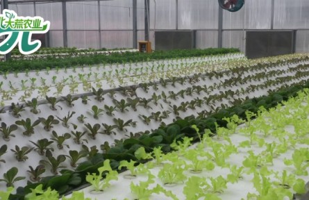 無(wú)土栽培的N種打開方式——3分鐘帶你了解無(wú)土栽培