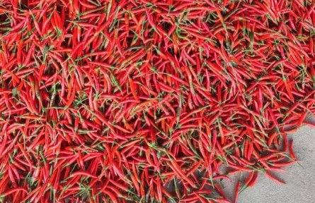 湖北陽新：小小朝天椒火了一個村