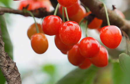 湖北建始：“櫻桃+”經(jīng)濟(jì)火熱 農(nóng)旅融合解鎖鄉(xiāng)村消費新場景