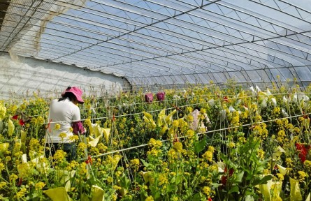 山東：知識(shí)產(chǎn)權(quán)護(hù)航膠州大白菜產(chǎn)業(yè)富民增收