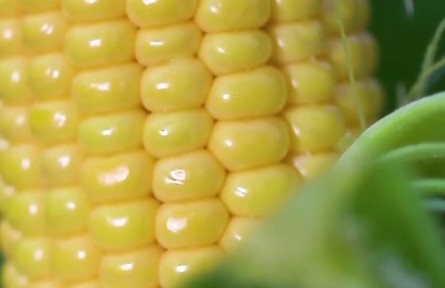 黑龍江：巨成村的巨變