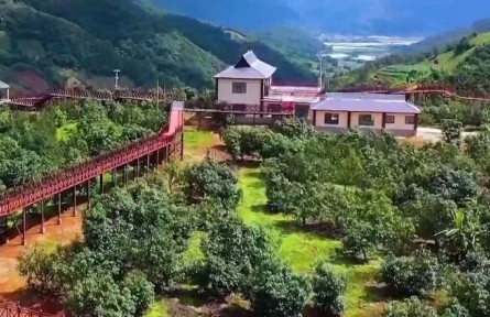 滬滇協(xié)作與財政創(chuàng)新雙輪驅(qū)動 織就云南花卉產(chǎn)業(yè)“幸福花鏈”