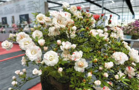 福建福鼎：創(chuàng)新升級花卉產(chǎn)業(yè)規(guī)模 “一花一木”打造大產(chǎn)業(yè)