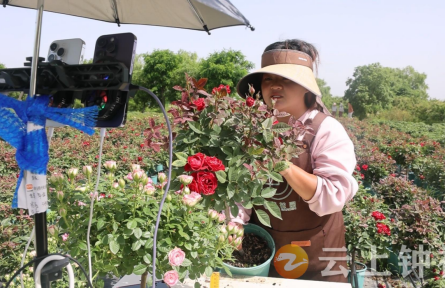 湖北鐘祥柴湖鎮(zhèn)：“一枝花”產(chǎn)業(yè)綻放新業(yè)態(tài)