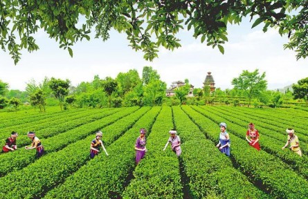 湖北恩施市芭蕉侗族鄉(xiāng)：黨建鏈串起服務(wù)鏈 茶農(nóng)收入翻一番