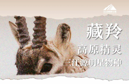 走近三江源|三江源明星物種：高原精靈——藏羚