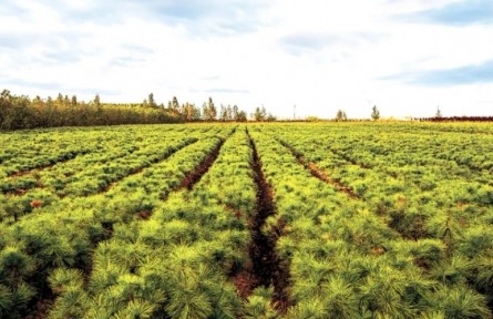 黑龍江：戰(zhàn)風(fēng)沙筑屏障 護生態(tài)保糧倉