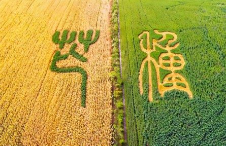 芒種：左手收麥浪，右手種希望