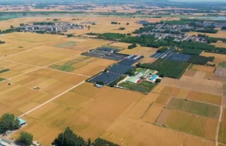 山東：6000多萬(wàn)畝小麥開(kāi)始大面積收獲