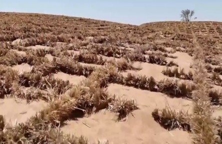 寧夏：從黃沙遍地到綠洲成片 70年治沙筑起綠色屏障