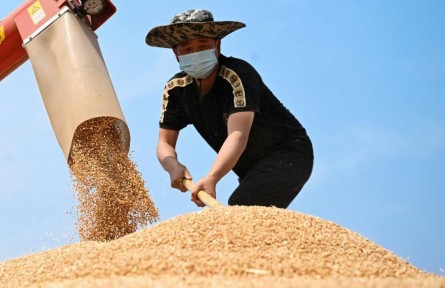 “天府糧倉”夏收見聞