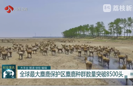 全球最大麋鹿保護區(qū)麋鹿種群數(shù)量突破8500頭