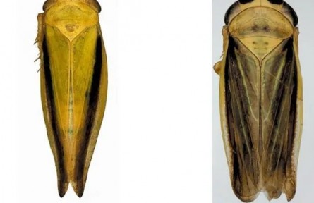 黃土高原生態(tài)寶庫煥新！寧夏云霧山“生命檔案”喜添52個新物種