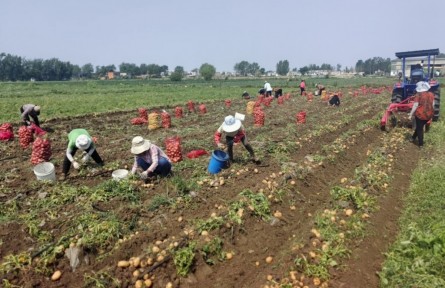 湖北棗陽(yáng)高夏莊村：種下“金疙瘩” 蹚出致富路