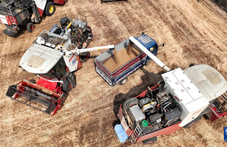 河北隆堯：小麥搶收忙