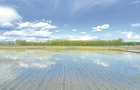 黑龍江：從“大糧倉”到“定制廚房” 北大荒探索高端農(nóng)業(yè)新路徑