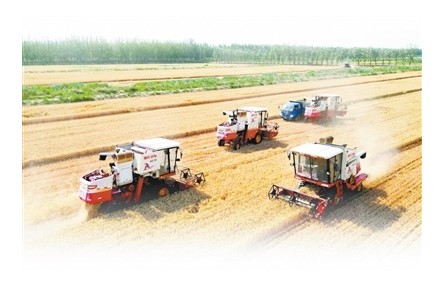 用了小麥新品種，鹽堿地畝產(chǎn)超1200斤