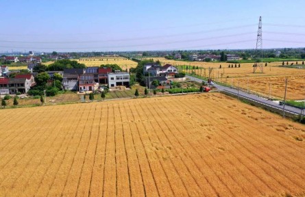 浙江湖州：畝產(chǎn)605.86公斤！刷新小麥單產(chǎn)最高紀(jì)錄