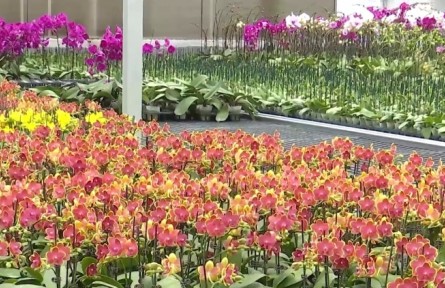 云南：借力南博會 云花覓新機