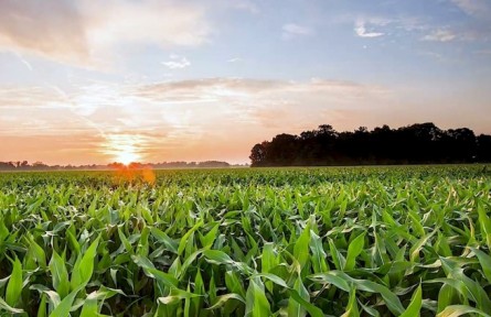 黑土地上的現(xiàn)代化大農(nóng)業(yè)