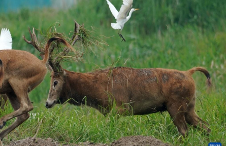 江蘇鹽城：麋鹿樂園