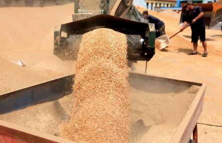 從田間到餐桌，夏糧收儲(chǔ)加工一線追蹤