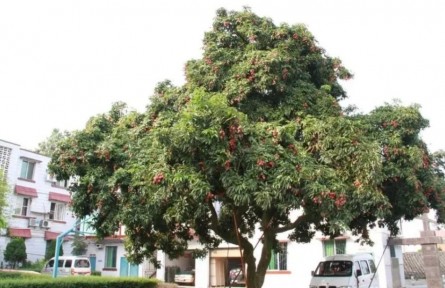 全程都在“冰箱”里？真實“荔枝道”，用了億點點氣象學(xué)