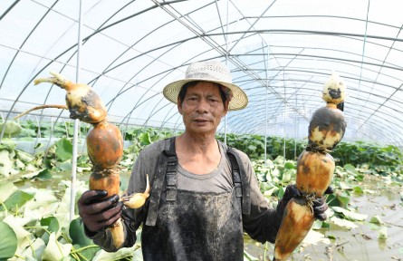 縣融記者：大棚里的好“豐”景
