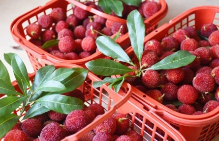 前方高甜！共赴八閩“梅”好時(shí)光