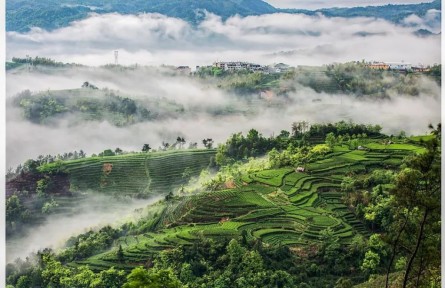 茶香起處：福建的山、海與人間