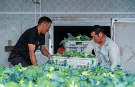 寧夏固原原州區(qū)：這里的蔬菜保鮮庫為何空蕩蕩