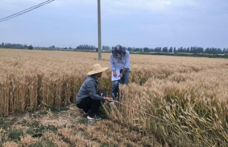 寧冬21號(hào)刷新寧夏冬小麥單產(chǎn)紀(jì)錄 畝產(chǎn)突破800公斤