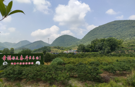 湖北陽新坳上村：“紅綠金橙”模式續(xù)寫全國文明村振興答卷