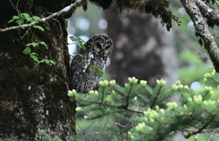 景區(qū)內(nèi)“偶遇”野生動物怎么辦？
