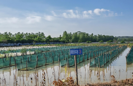 湖北赤壁：返鄉(xiāng)新農(nóng)人打造“水中黃金”產(chǎn)業(yè)鏈