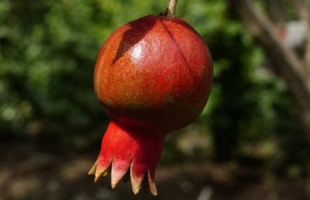 云南紅河蒙自：“榴”色萬頃 暗香浮動(dòng)