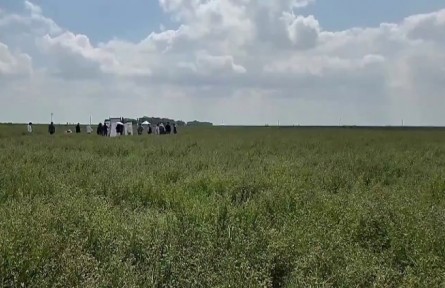 寧夏科研新突破：苜蓿切葉蜂技術(shù)破解草種業(yè)“卡脖子”難題