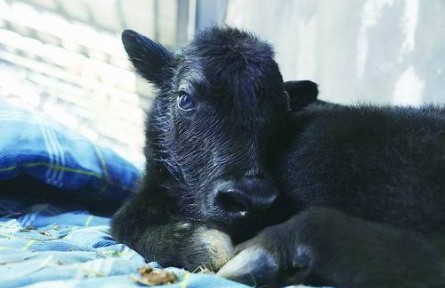 全球第一頭克隆牦牛誕生