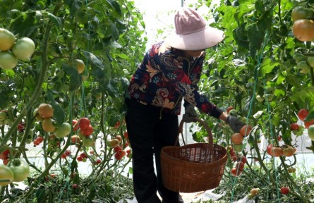 湖北孝昌中分村：創(chuàng)新經(jīng)營模式 打造特色農(nóng)業(yè)助力鄉(xiāng)村振興