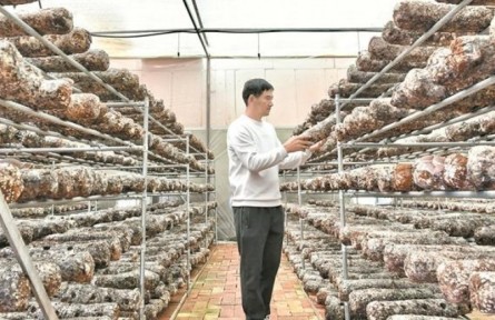 青海海晏：山東援手“香菇約” 夏日菇飄香