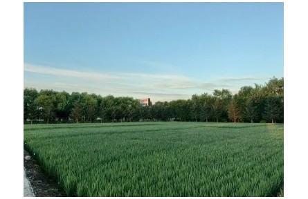 黑龍江：農(nóng)作物專家育種示范基地網(wǎng)絡(luò)體系全面建成